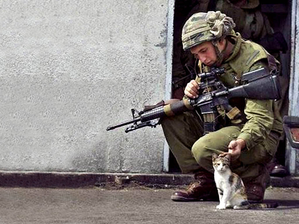 Cats In War Zones , HD Wallpaper & Backgrounds
