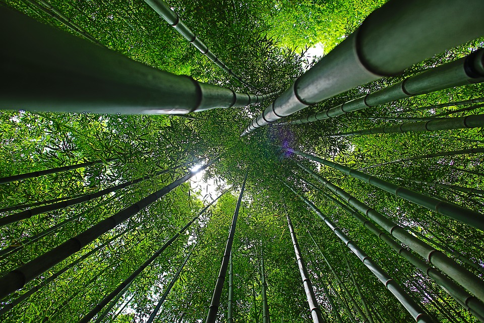 Korea, Damyang, Bamboo, Forest, Nature - Nature Break , HD Wallpaper & Backgrounds