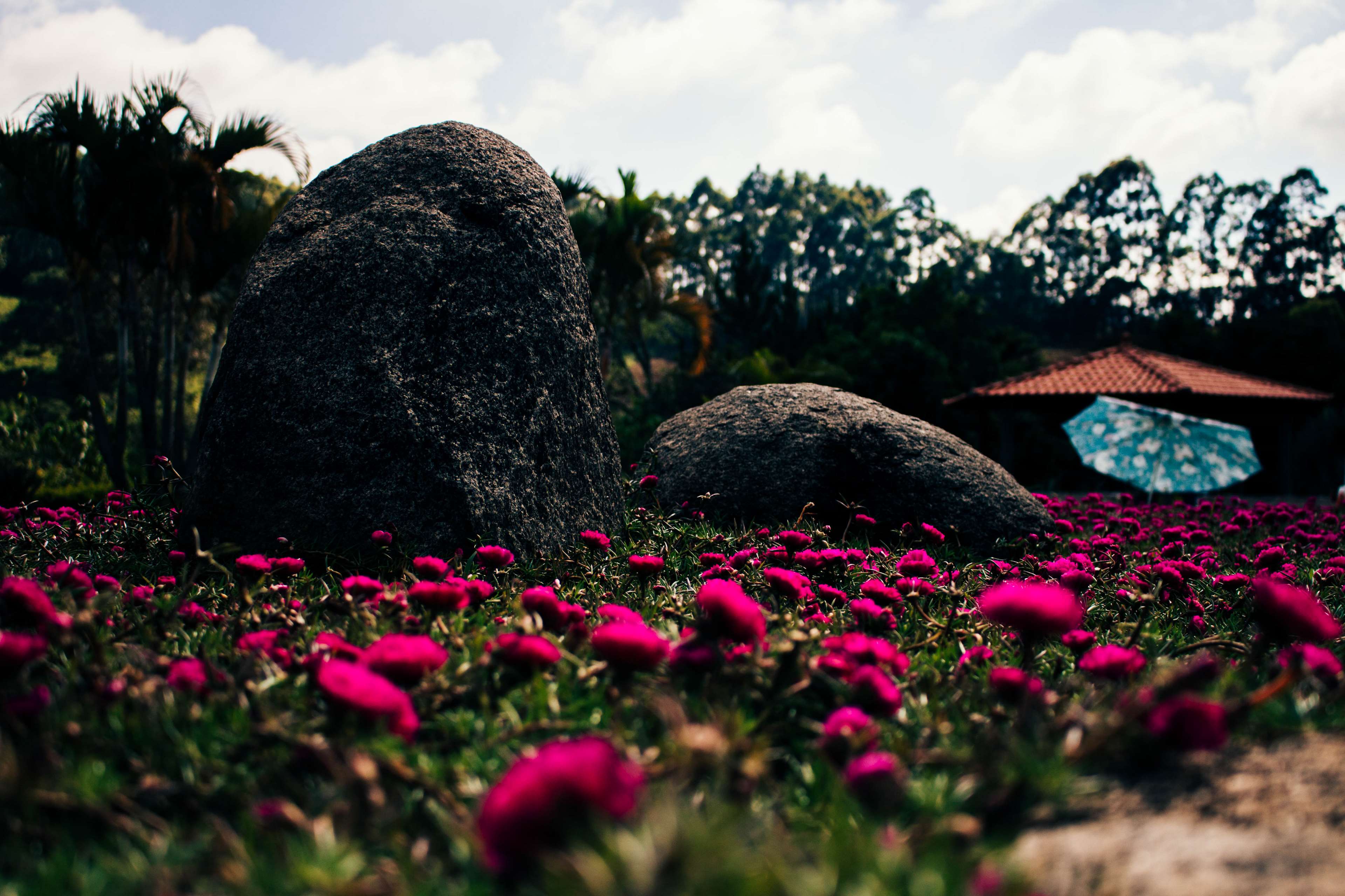 Beautiful, Beautiful Flowers, Brasil, Brazil, Flower, - Botanical Garden , HD Wallpaper & Backgrounds