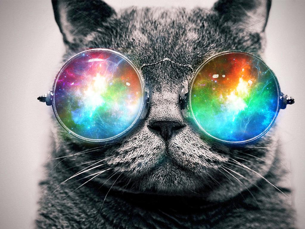 Cat With Glasses Wallpaper - Trippy Cat , HD Wallpaper & Backgrounds