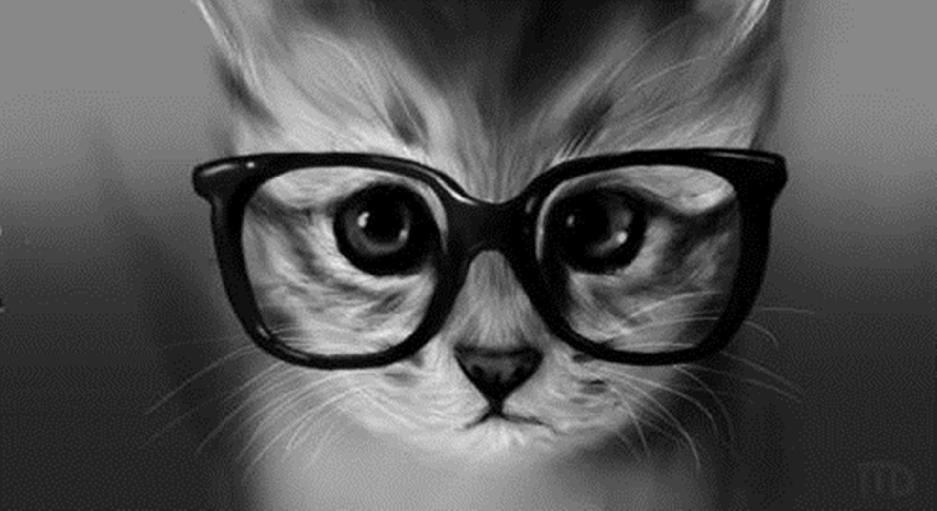 Funny Cat Glasses Wallpaper - Cute Cat In Glasses , HD Wallpaper & Backgrounds