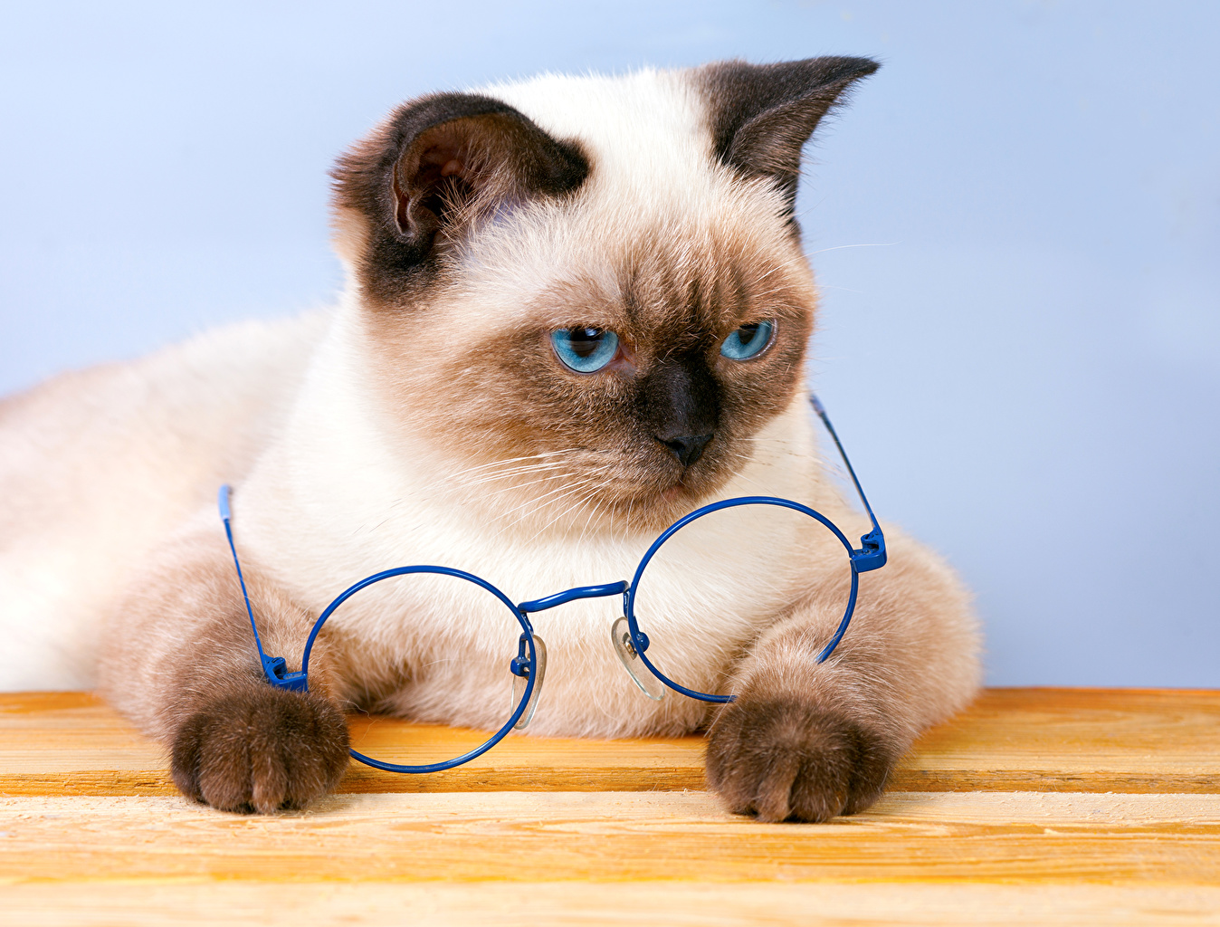 Wallpapers Kittens Cats Eyeglasses Animals Kitty Cat - Siamkatze Charakter , HD Wallpaper & Backgrounds