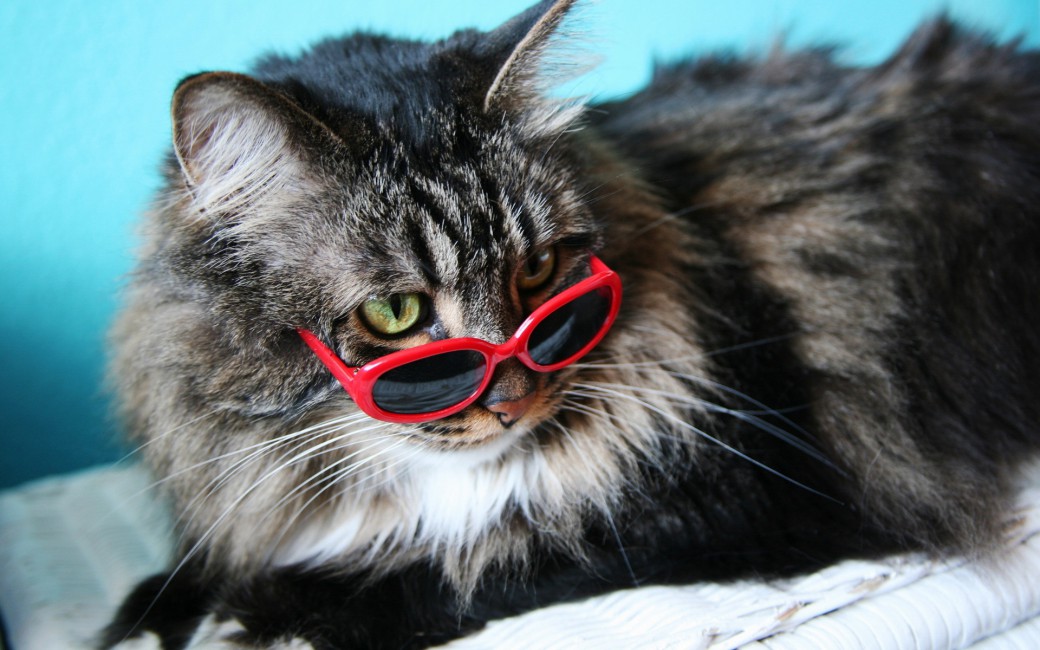 Fashion Cat Glasses Fluffy - Fashion Cat , HD Wallpaper & Backgrounds