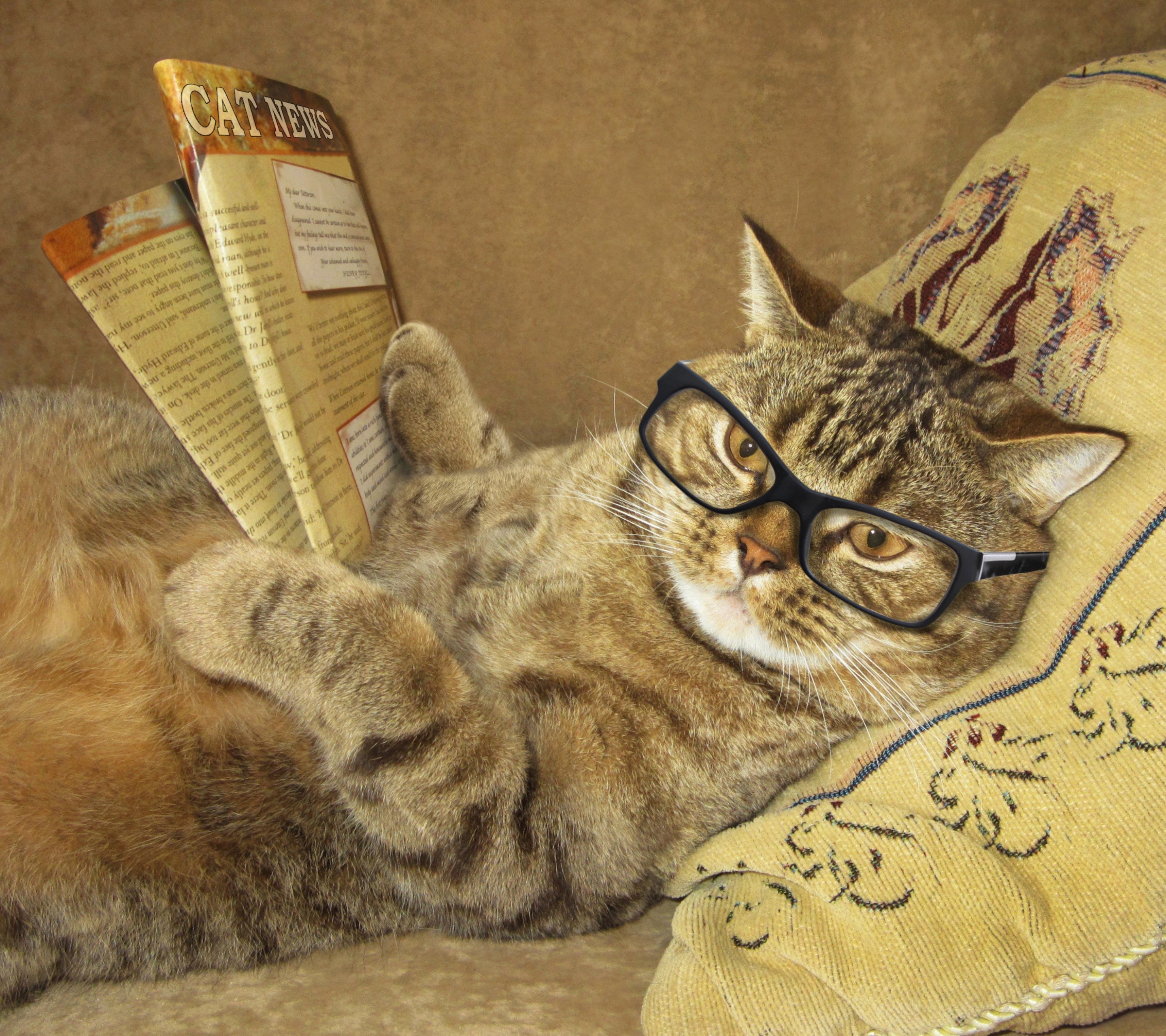 Humor / Cat Mobile Wallpaper - Cat Glasses Newspaper , HD Wallpaper & Backgrounds