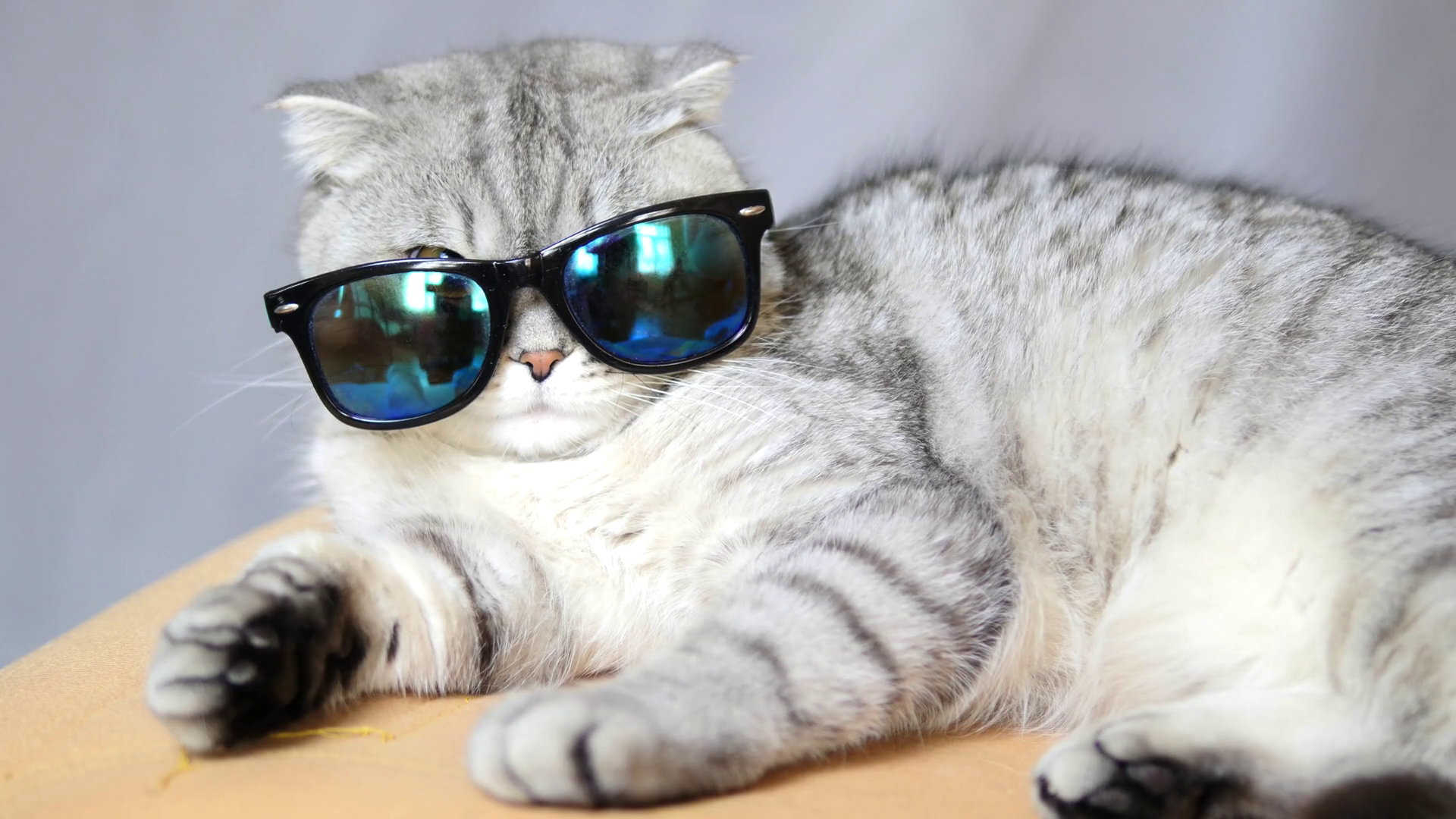 Trend Scottish Cat In Sun Glasses Funny Cat Cat At - Kitten , HD Wallpaper & Backgrounds
