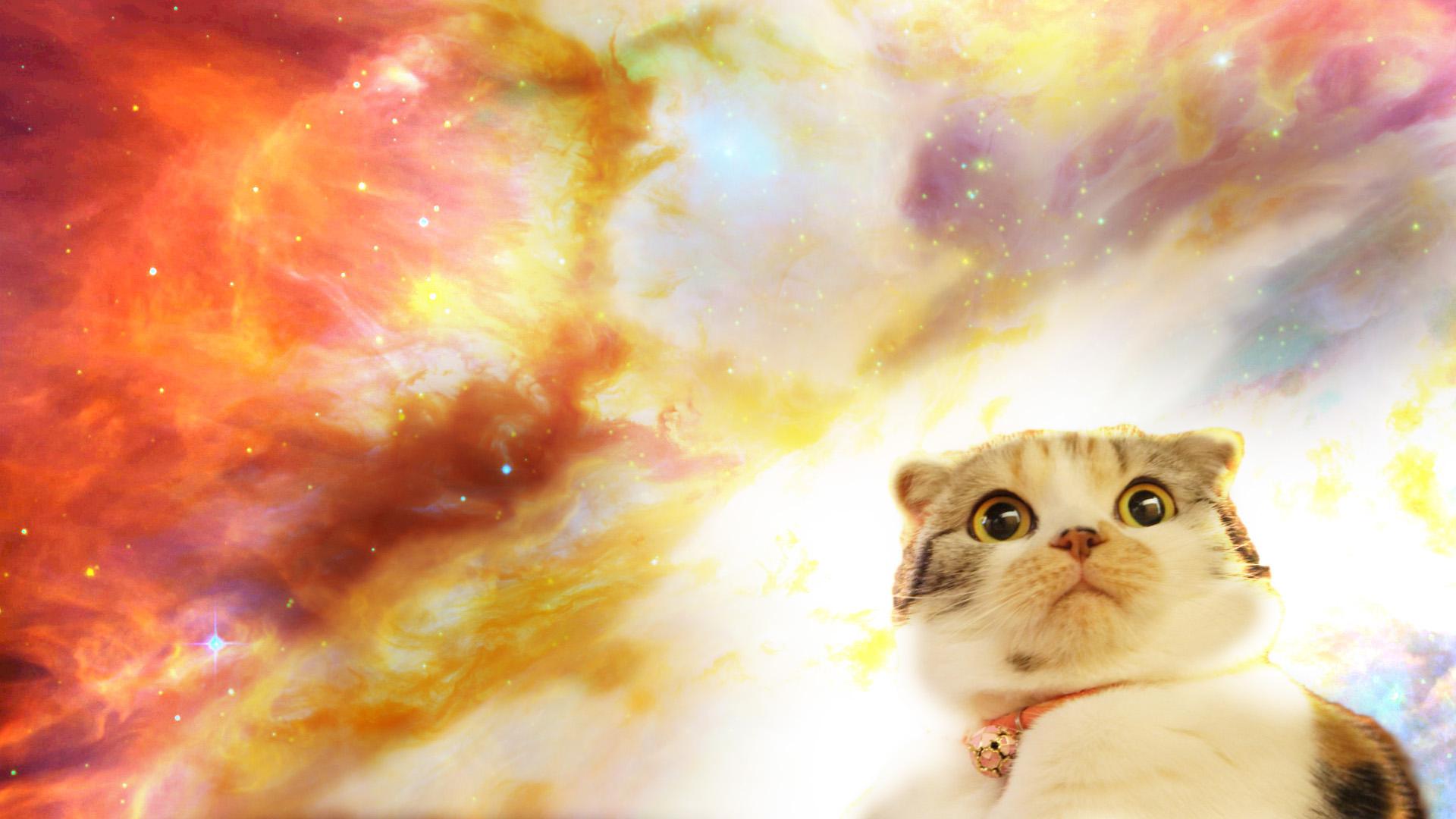 Cat In Space Background , HD Wallpaper & Backgrounds