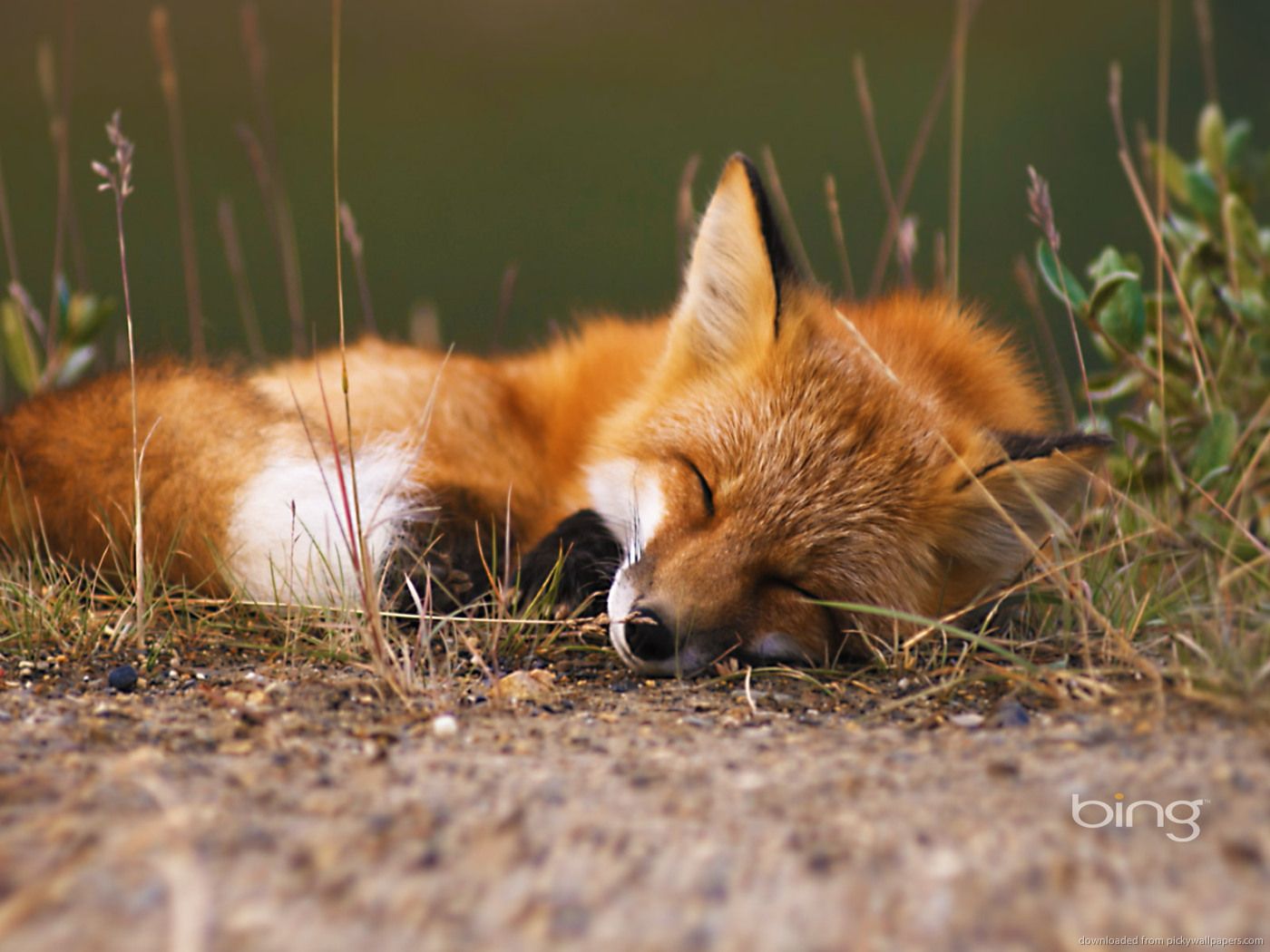 Images Sleeping Fox - Cute Fox Wallpaper Hd , HD Wallpaper & Backgrounds