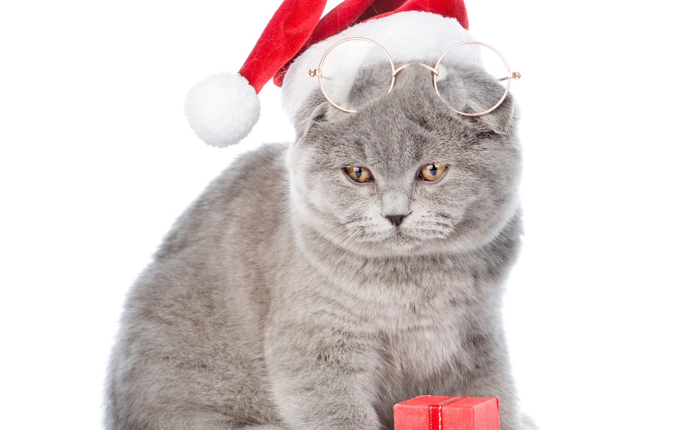 Photo Wallpaper Cat, Hat, Glasses, New Year, Christmas, - British Shorthair , HD Wallpaper & Backgrounds