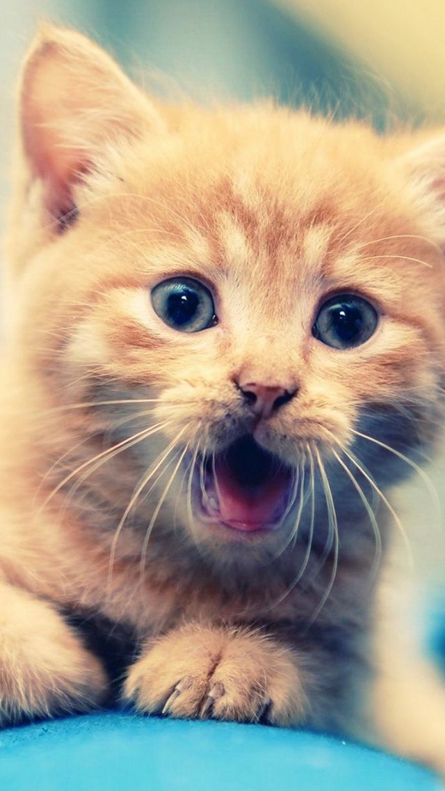 Cute Cat Iphone 5s Wallpaper Download , HD Wallpaper & Backgrounds