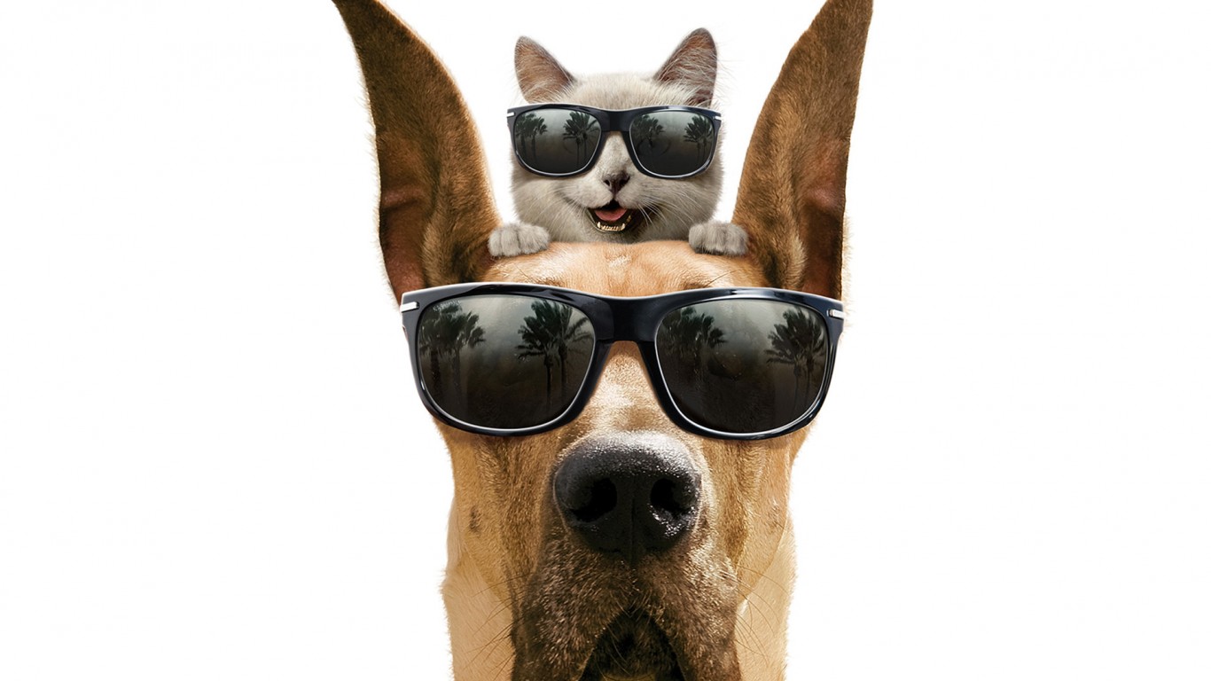 Cool Cat Wallpaper - Dogs And Cats Summer , HD Wallpaper & Backgrounds