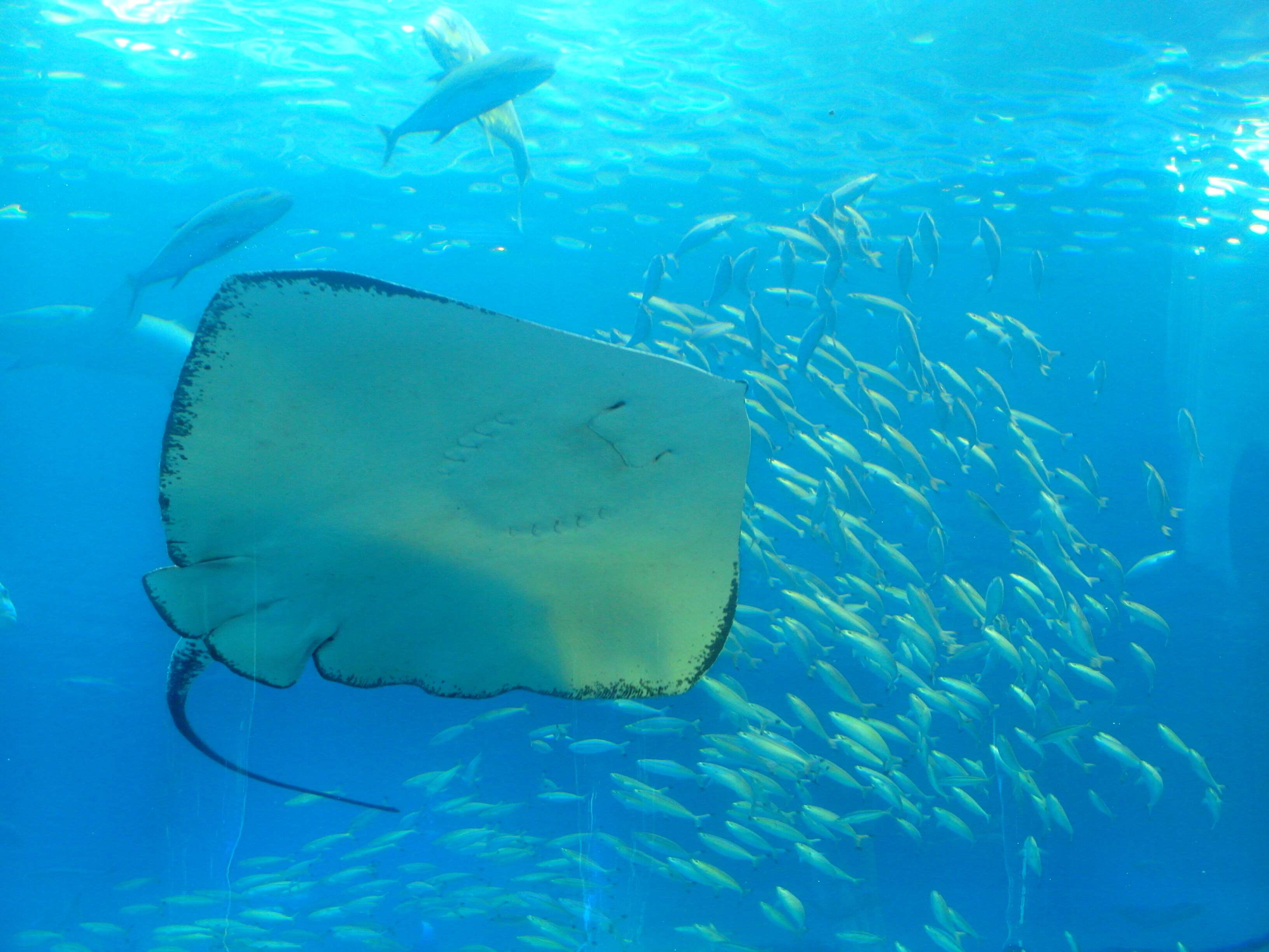 Aquarium, Fish, Fishes, Okinawa, Ray Wallpaper And - Underwater , HD Wallpaper & Backgrounds