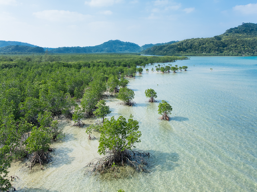 Mangrove Swamp, Iriomote Island, Okinawa, Japan - Iriomote Mangrove , HD Wallpaper & Backgrounds