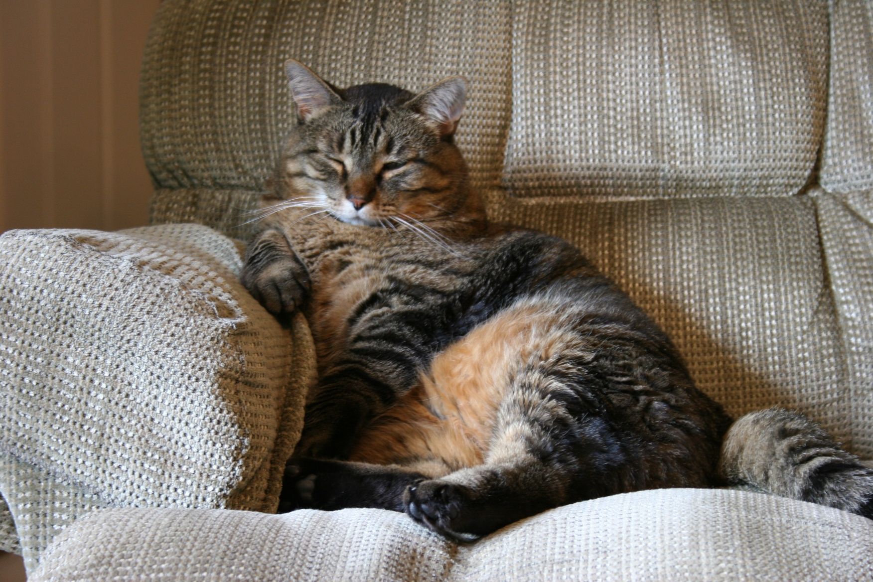 Fat Cat Wallpapers And Images - Fat Cat On Chair , HD Wallpaper & Backgrounds