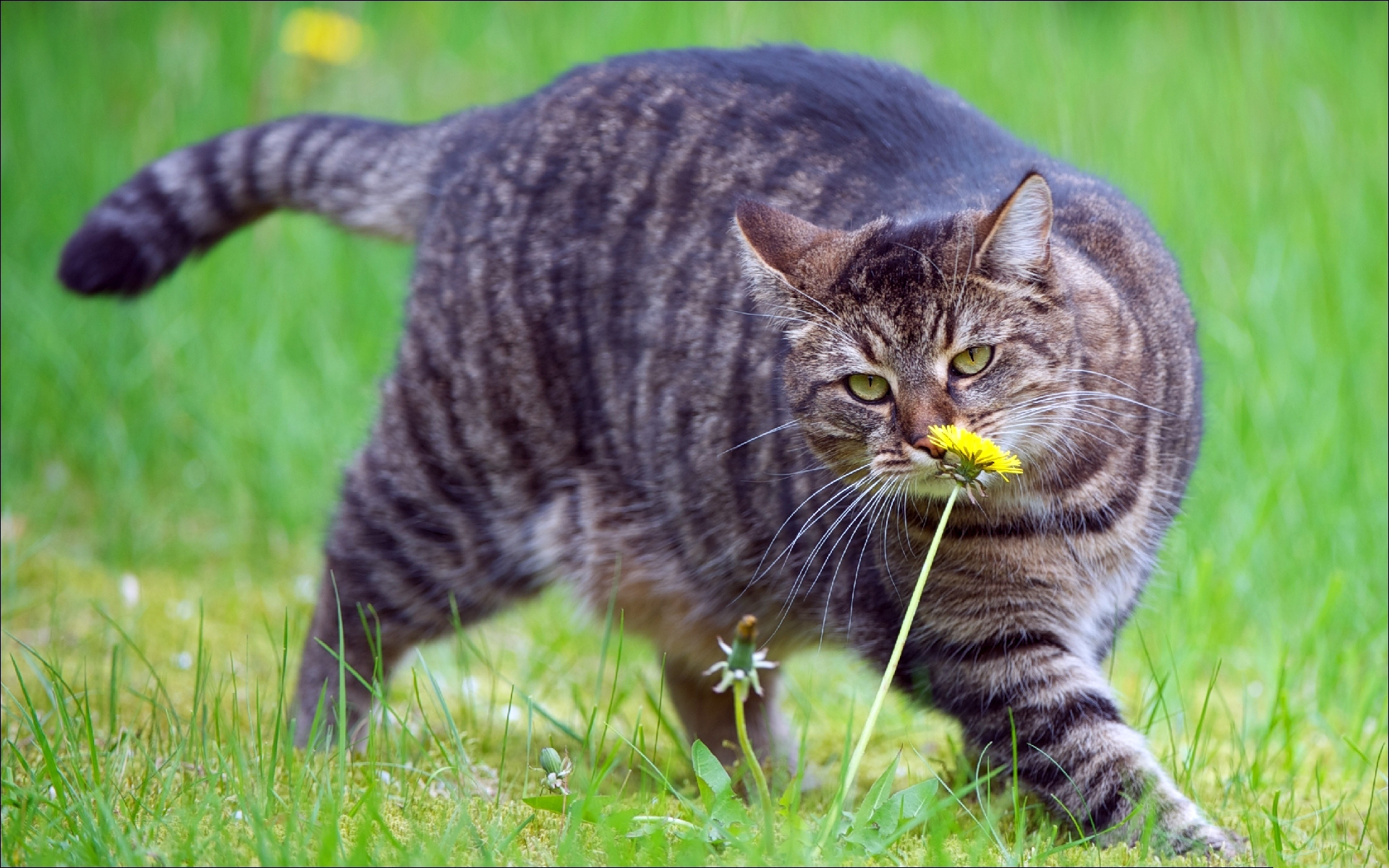Fat Cat Sniffing A Flower Wallpapers And Images - Fat Cat With Flower , HD Wallpaper & Backgrounds