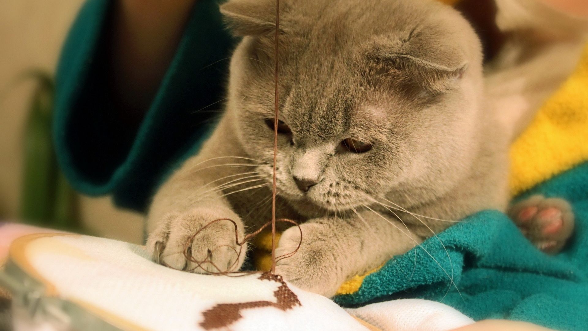 Fat Cat Wallpaper - Cat Sewing , HD Wallpaper & Backgrounds