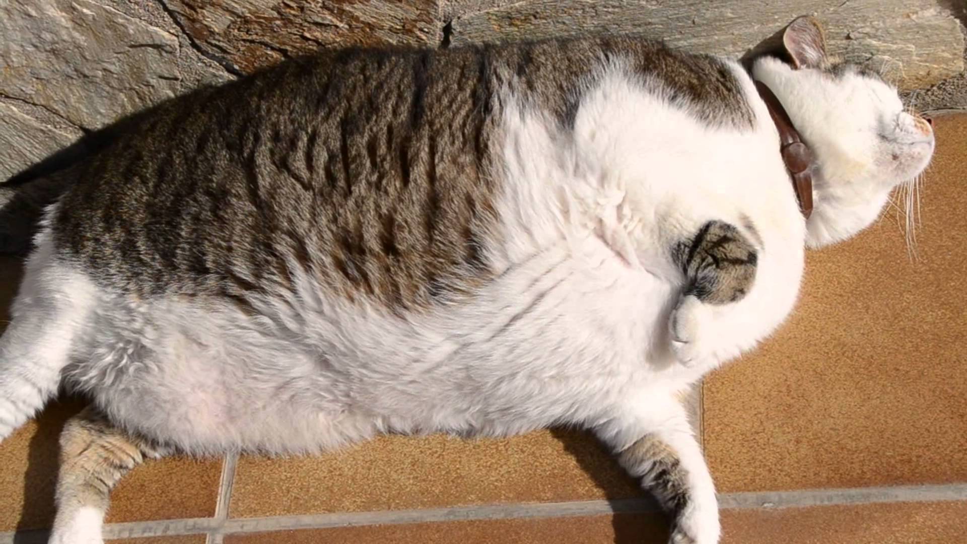 Cute Fat Cat Pics - Cute Fat Cat , HD Wallpaper & Backgrounds