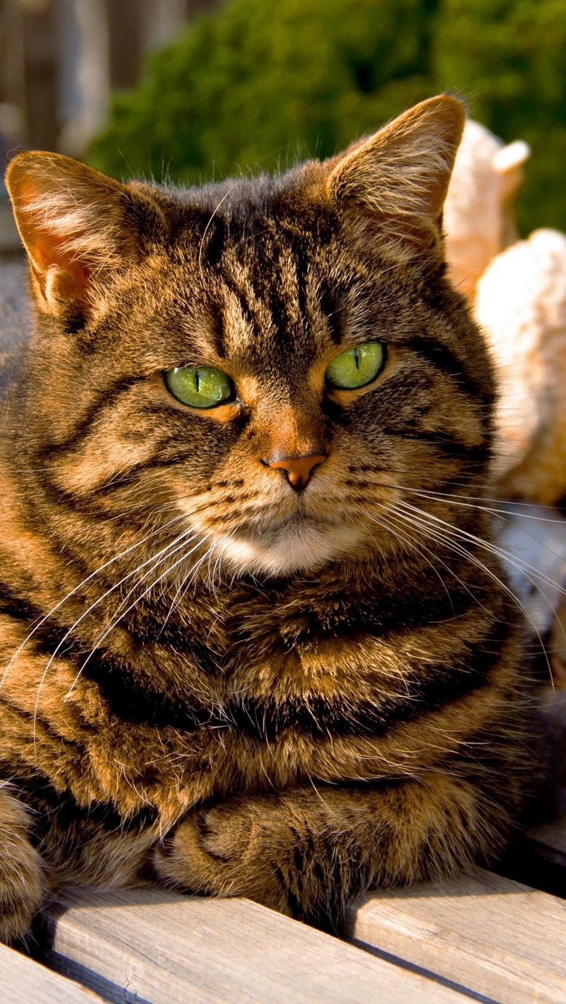 Wallpaper Fat Cat, Lying, Light - Большой Полосатый Кот , HD Wallpaper & Backgrounds