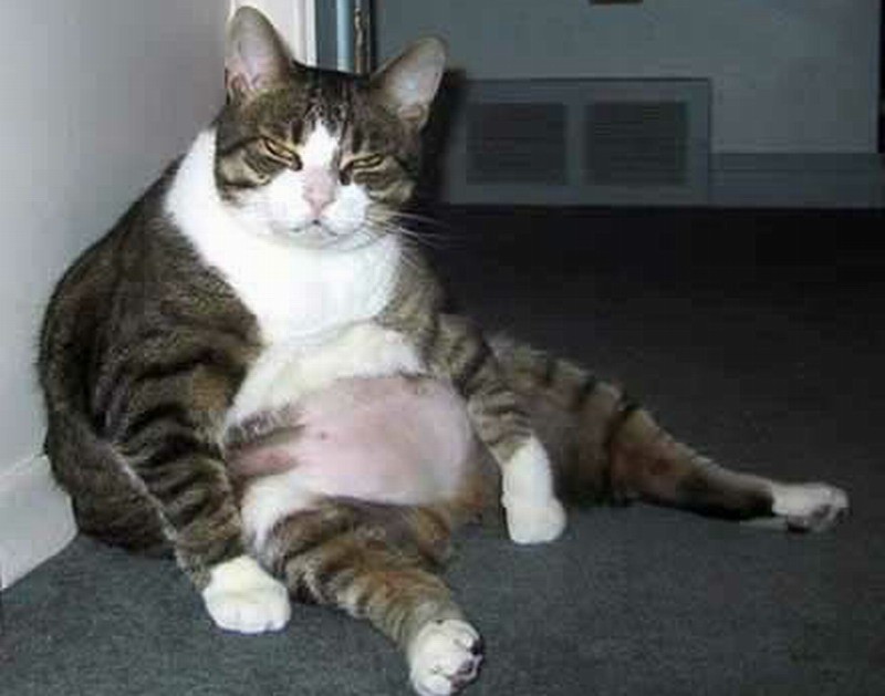 Posing Cat Fat Lazy Life Hard Wallpaper Big Cats - Eaten Too Much Food , HD Wallpaper & Backgrounds