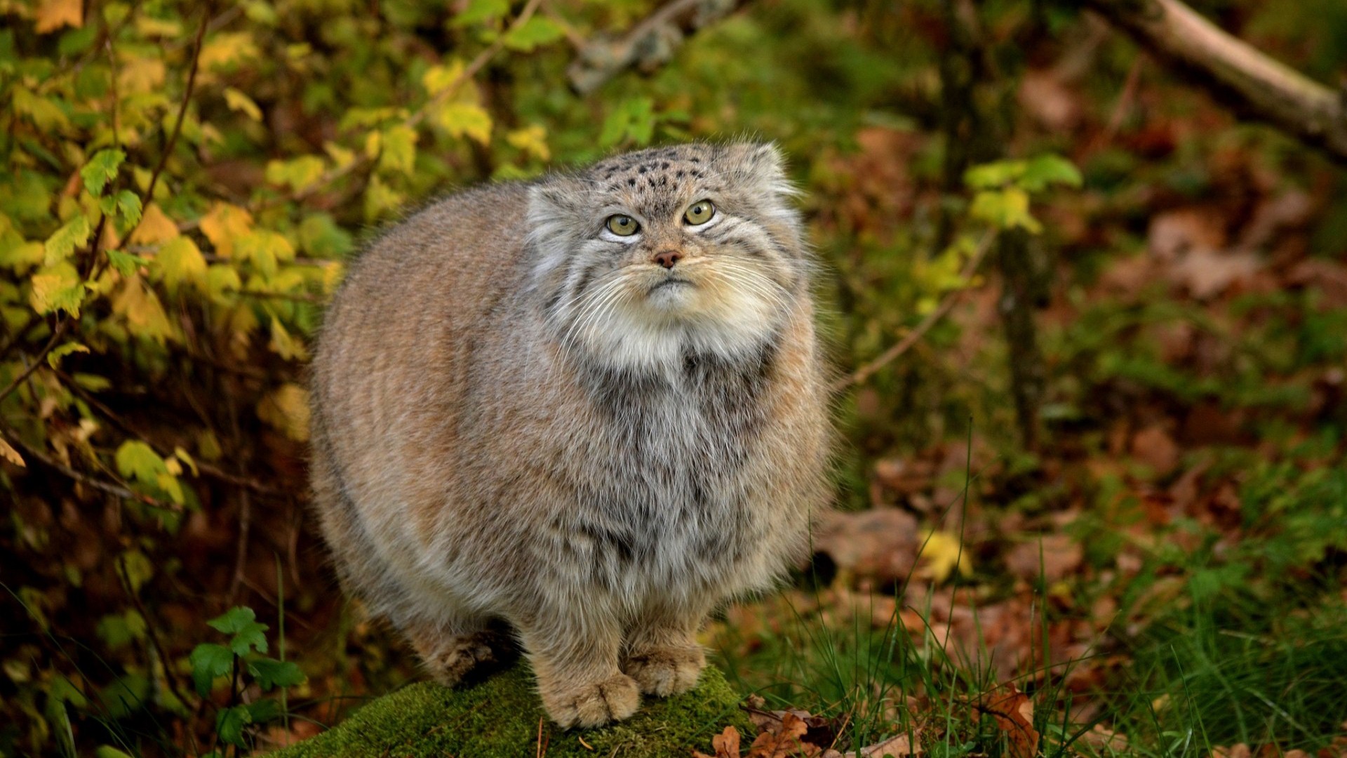 Fat Cat Image - Old Wildcat , HD Wallpaper & Backgrounds