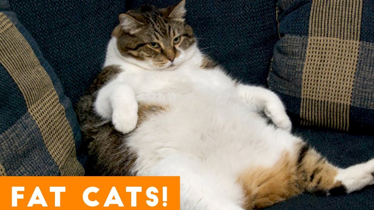 Simple Funniest Fat Cat Compilation September - Funny Fat Cats , HD Wallpaper & Backgrounds