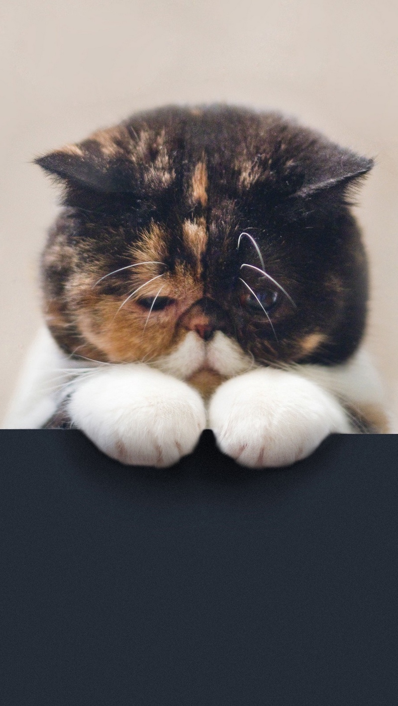 Wallpaper Cat, Sad, Beautiful, Legs, Face, Fat - Sad Wallpaper For Iphone , HD Wallpaper & Backgrounds