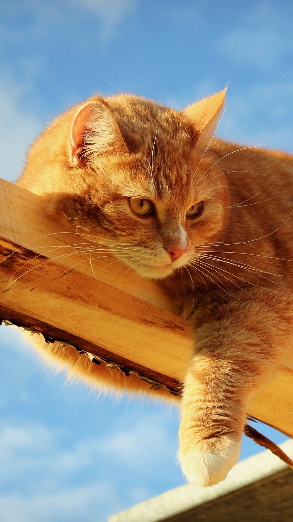 Wallpaper Cat, Fat, Lying, Feet, Wood - Cat Orange Wallpaper Iphone , HD Wallpaper & Backgrounds