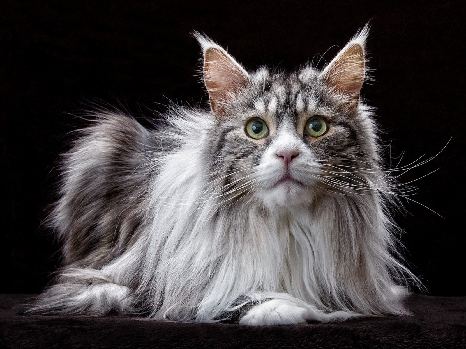 A Very Fat Cat Cat 1176197 Hd Wallpaper Backgrounds Download