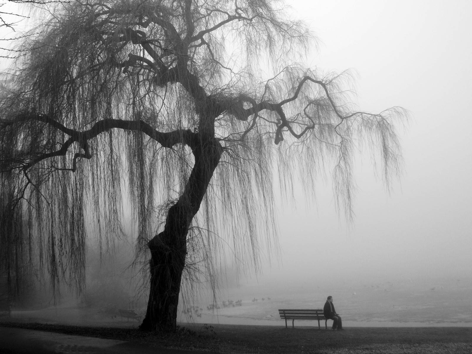 Should I Have Coffee Or Kill Myself - Willow Tree Black And White , HD Wallpaper & Backgrounds