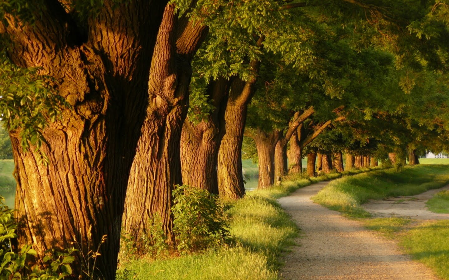 Optimistic Wallpapers - Wallpaper Cave - Trees Along A Path , HD Wallpaper & Backgrounds