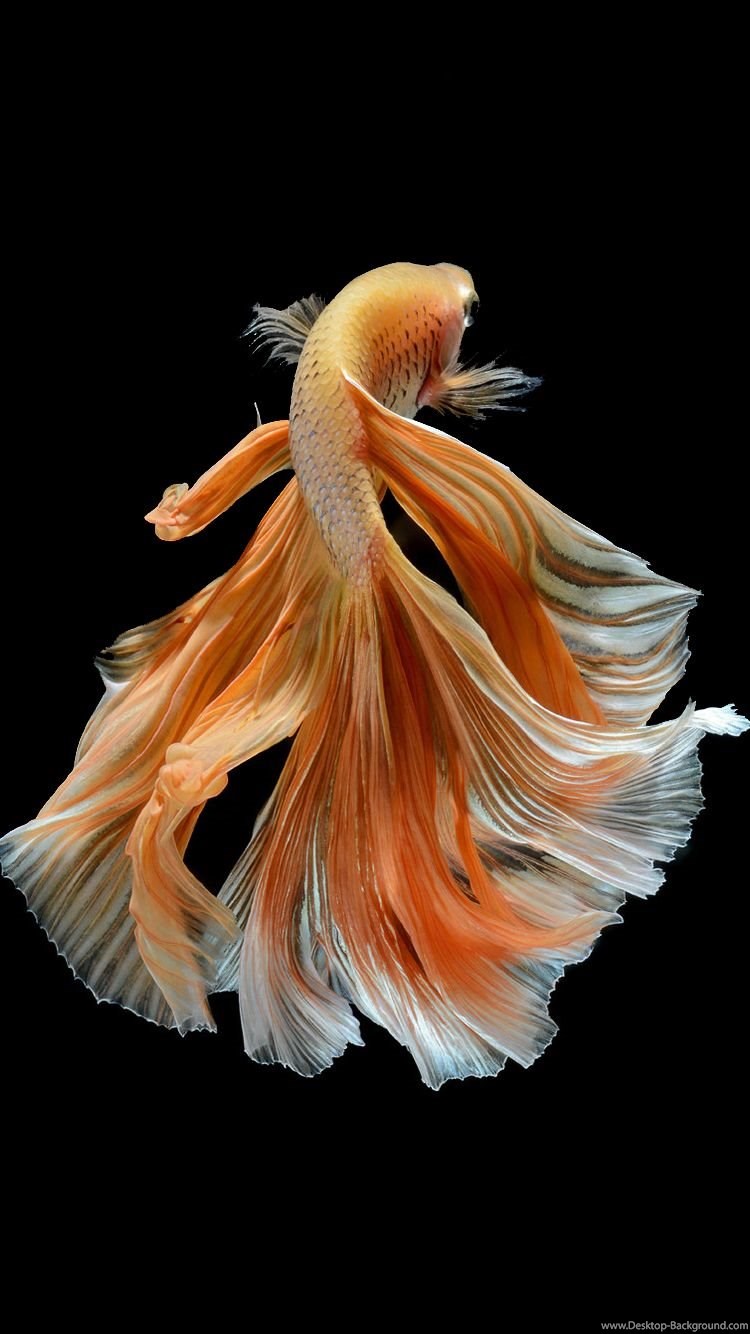 Apple Iphone 6s Wallpapers With Elegant Male Gold Betta - Siamese Fighting Fish Photography , HD Wallpaper & Backgrounds