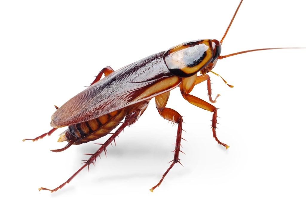 Roaches Diy Bug Control - Roaches Clipart , HD Wallpaper & Backgrounds
