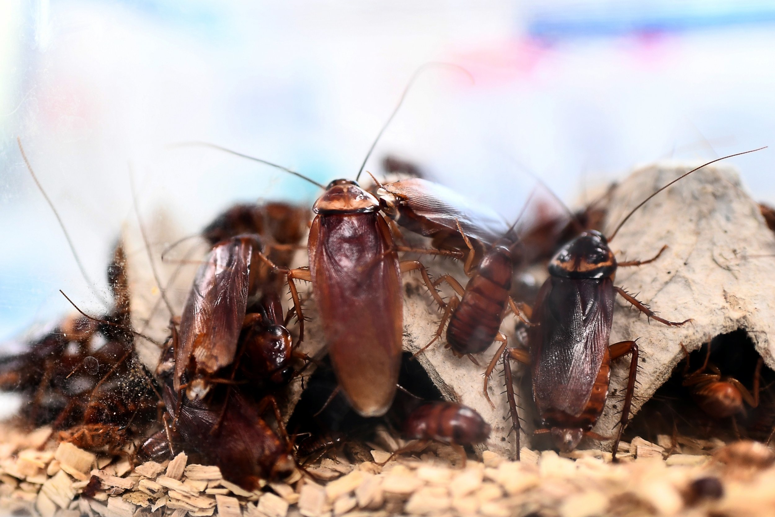 Valentine's Day Gifts For Your Exes - Xichang Cockroaches China Farm , HD Wallpaper & Backgrounds