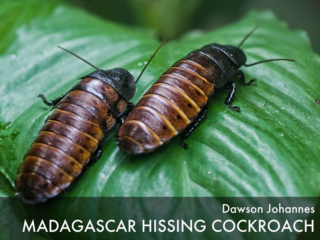 Madagascar Hissing Cockroach - Cockroach Food In China , HD Wallpaper & Backgrounds