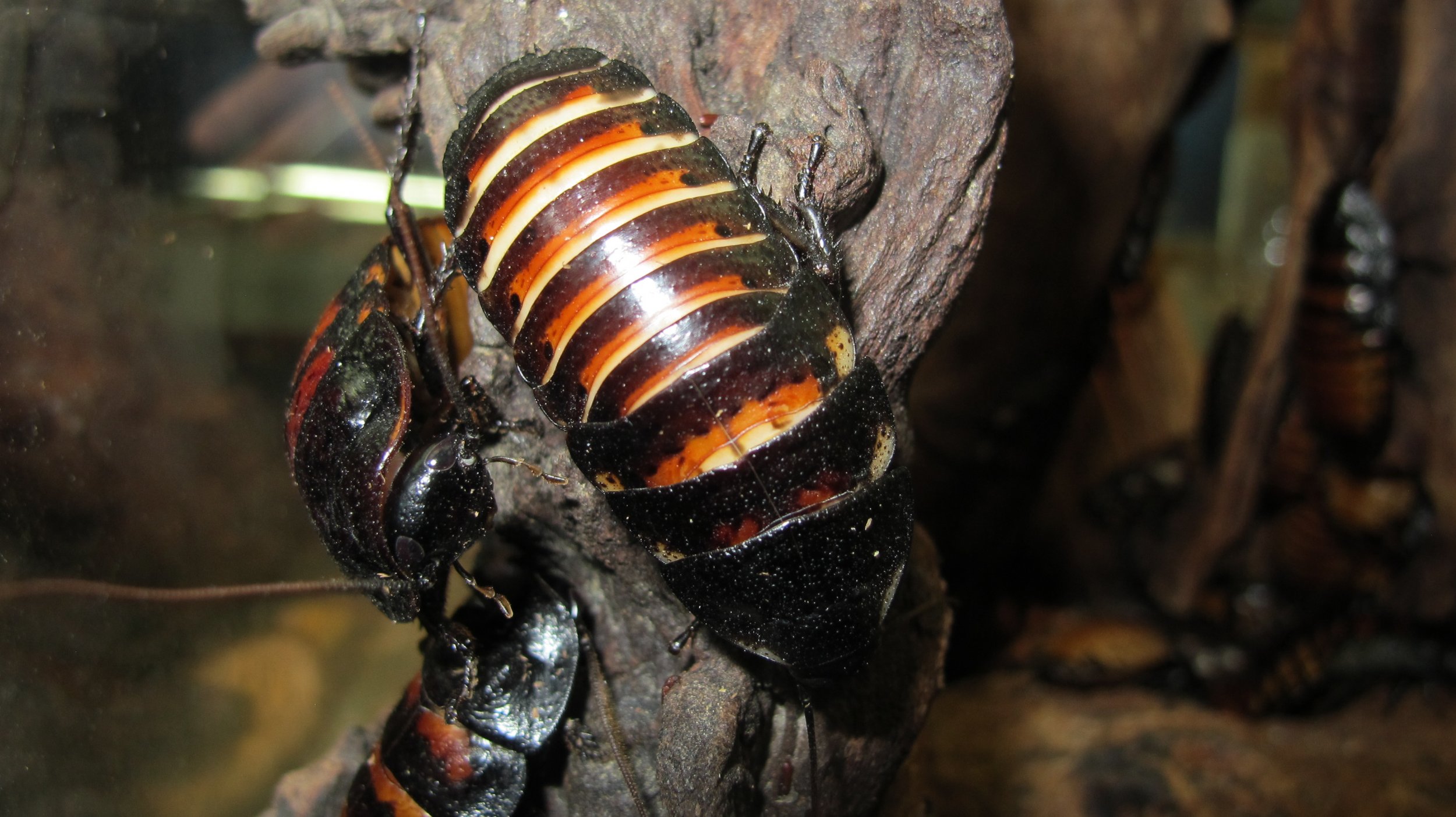 Madagascar Hissing Cockroaches Are Timid Despite Their - Madagascar Hissing Cockroach , HD Wallpaper & Backgrounds
