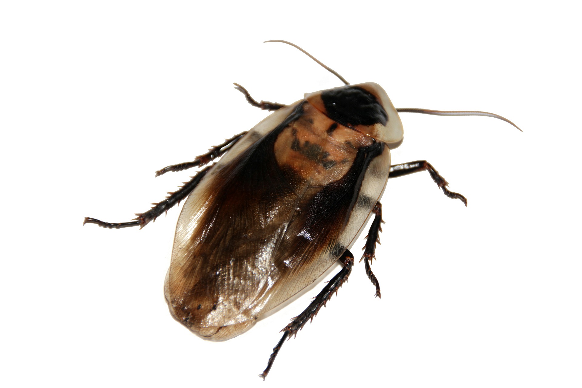 Palmetto Bug A Roach , HD Wallpaper & Backgrounds