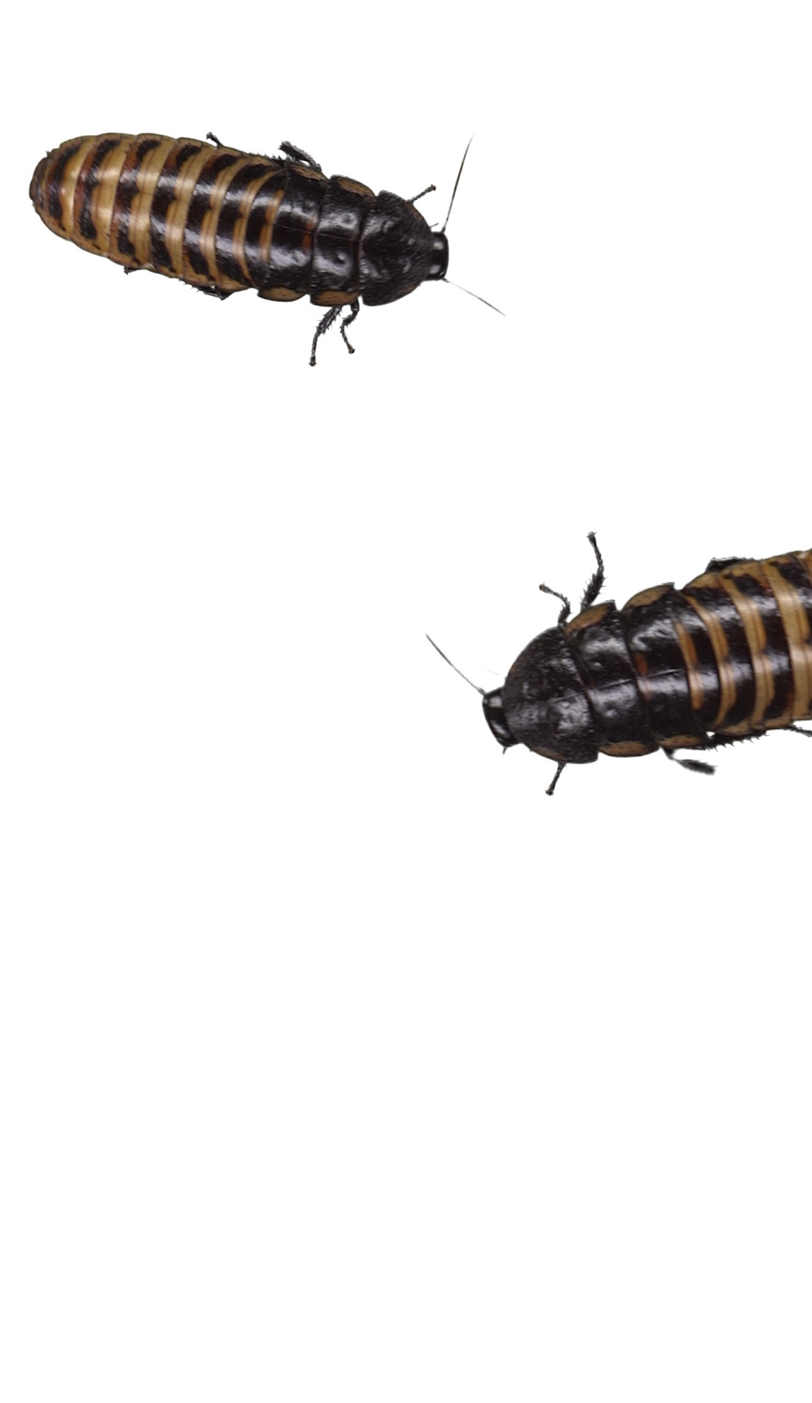 Live Wallpaper For Iphone Xs Max - Madagascar Hissing Cockroach , HD Wallpaper & Backgrounds
