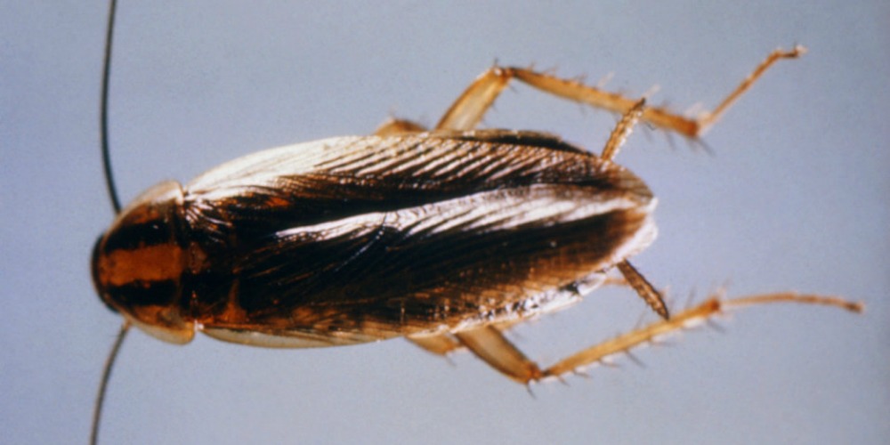 Cockroach Infestation Pest Control - Cockroach , HD Wallpaper & Backgrounds