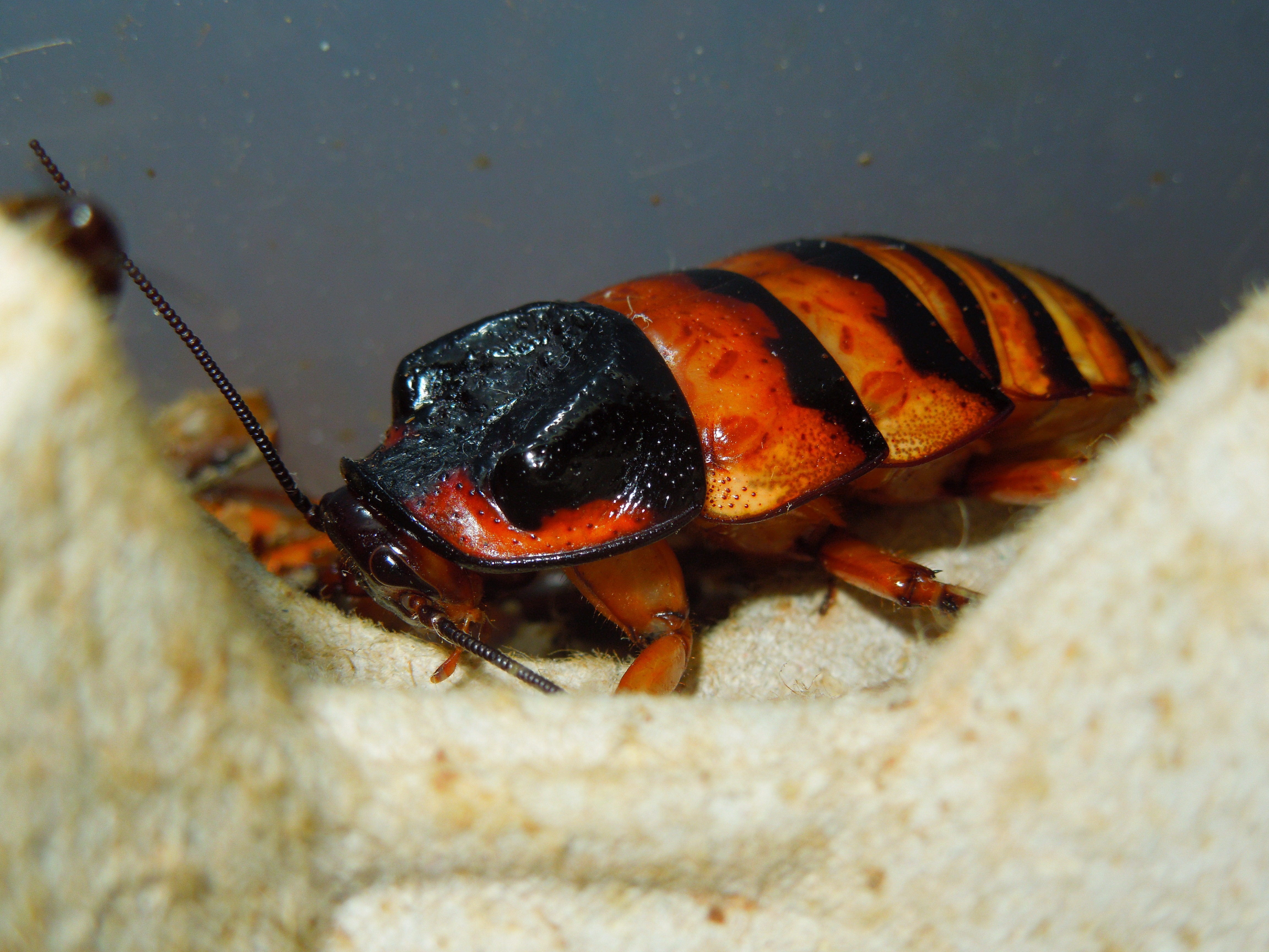 Elliptorhina Javanica On Egg Crate - Halloween Hissers , HD Wallpaper & Backgrounds