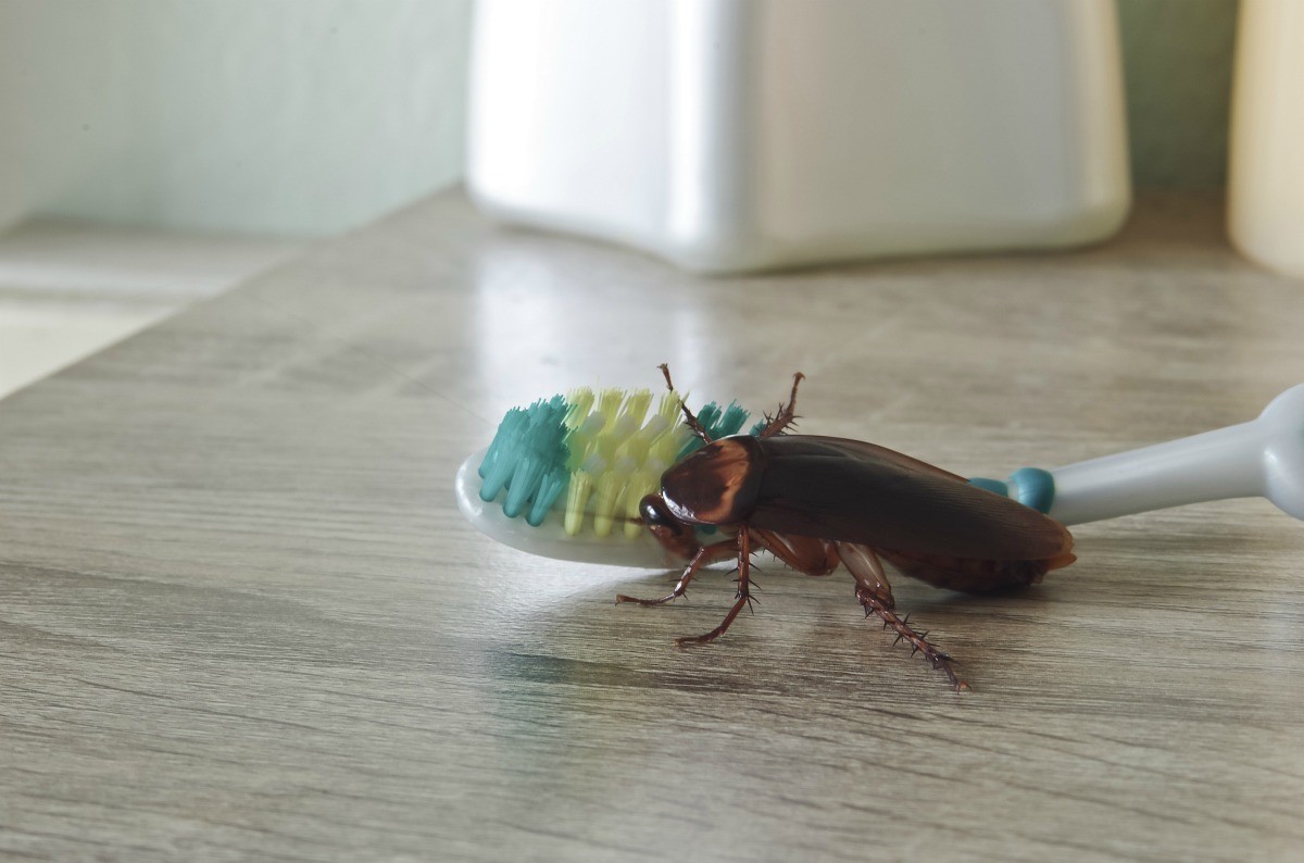 Cockroach On A Toothbrush - Roaches In House , HD Wallpaper & Backgrounds