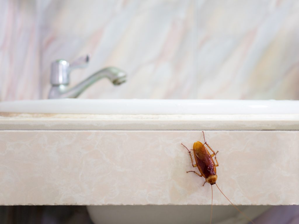 Cockroach In House On Background Of Toilet - Cockroach In Home , HD Wallpaper & Backgrounds
