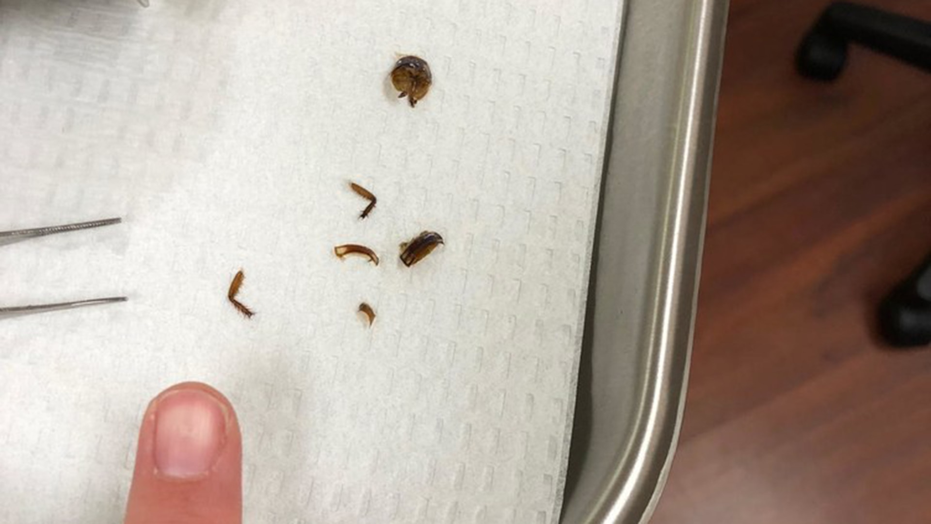 Cockroach Crawls In Sleeping Florida Woman's Ear - Cockroach , HD Wallpaper & Backgrounds