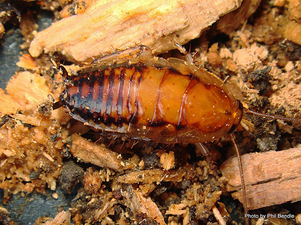 Juvenile Bush Cockroach - Madagascar Hissing Cockroach , HD Wallpaper & Backgrounds
