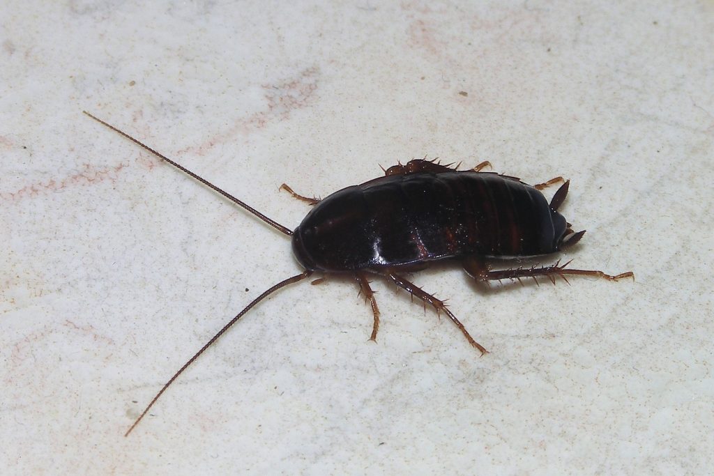 Oriental-cockroach - Uk Cockroach , HD Wallpaper & Backgrounds