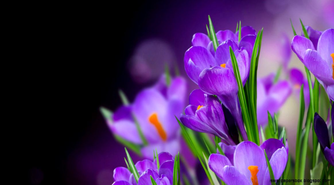 View Original Size - Saffron Flower Images Hd , HD Wallpaper & Backgrounds