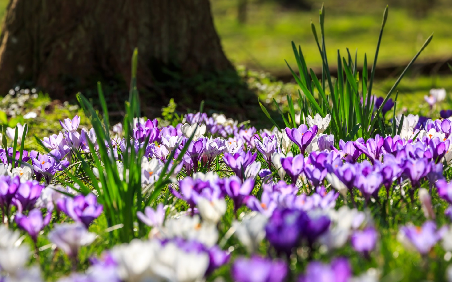 Purple Wild Flowers, Crocus, Saffron, Green Grass, - Crocus , HD Wallpaper & Backgrounds