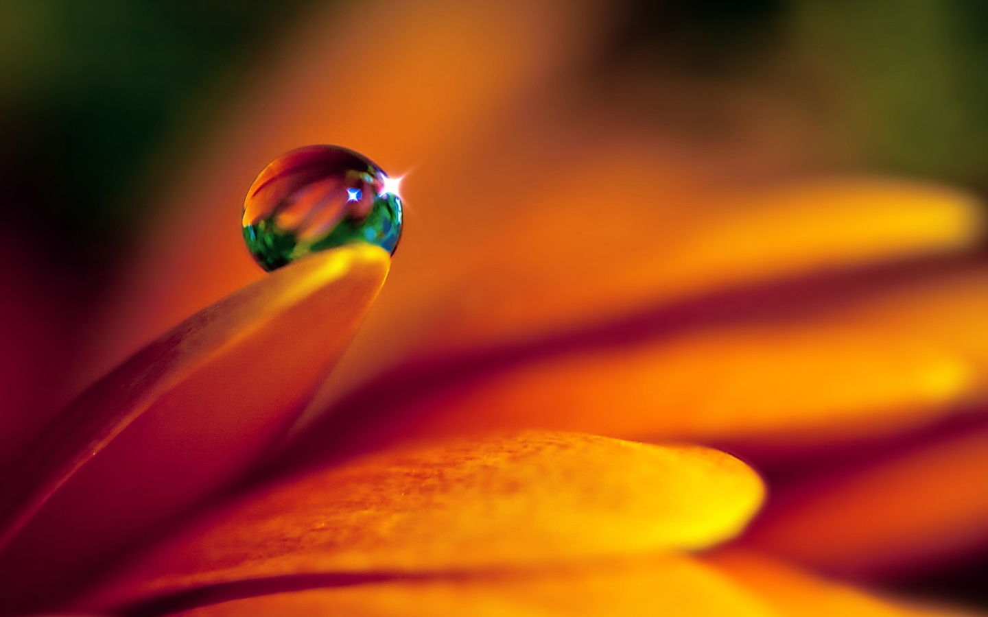 Mario Alesso Vila Photography - Flower In Water , HD Wallpaper & Backgrounds