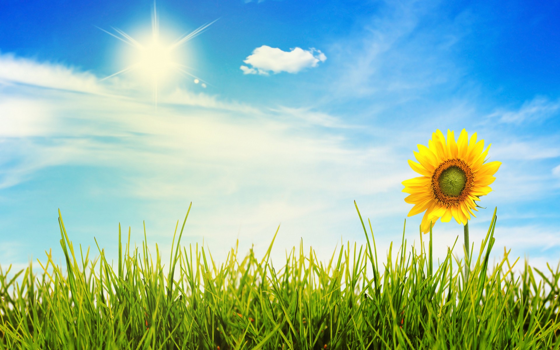 Free Sunny Day Wallpaper - Sunny Day With Grass , HD Wallpaper & Backgrounds