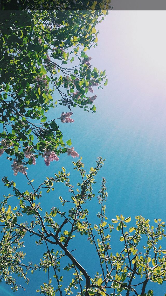 Sunny Day Iphone 5 Wallpaper - Sunny Day Wallpaper Iphone , HD Wallpaper & Backgrounds