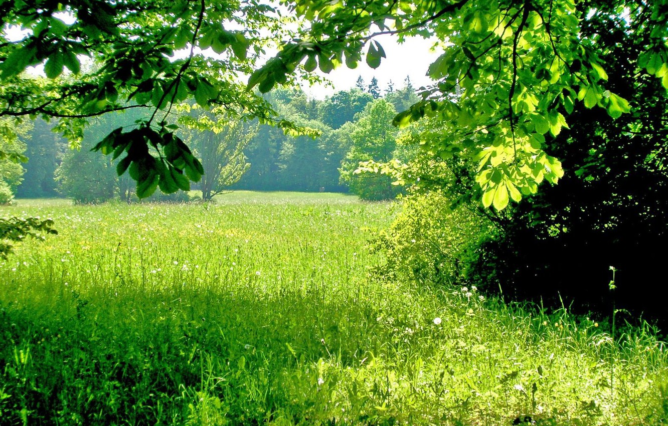 Photo Wallpaper Greens, Summer, Grass, Trees, Shadows, - Grass Plants And Trees , HD Wallpaper & Backgrounds