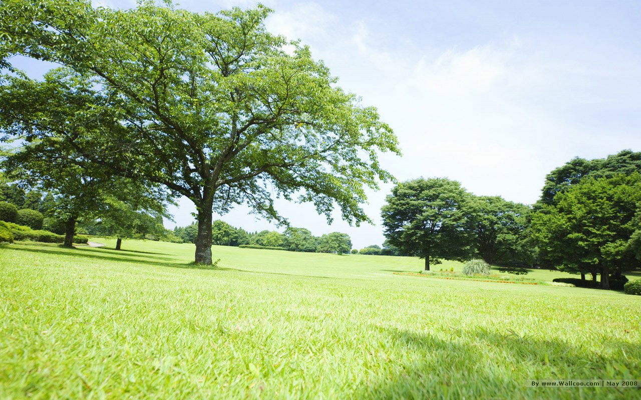 Grassland Lush Trees In Sunny Day No , HD Wallpaper & Backgrounds